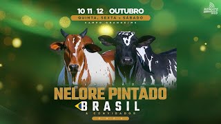 VEM AÍ LEILÃO PINTADO BRASIL 🇧🇷 Convite especial direto da Fazenda São Lourenço [upl. by Doyle]