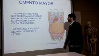 Anatomia general  Sistema digestivo peritoneo omentos y meso [upl. by Esac29]