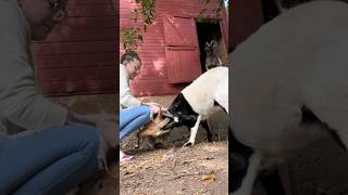 goat goatbusiness funnyanimals animals goatfarmbusiness goatlandfarm farming funnycreatures [upl. by Marcell]