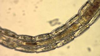 Chironomidae  A Midge Larvae [upl. by Cenac789]