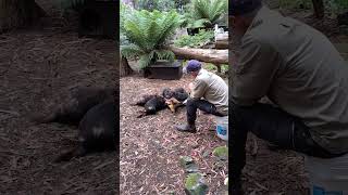 Tasmanian Devils feeding [upl. by Zack]