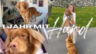 1 JAHR mit HUND 10 Tipps  Hund und Studium TOLLER Welpe Nova Scotia Duck Tolling Retriever [upl. by Lossa439]