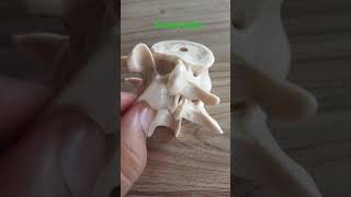 Zygapophyseal joint draqilshah viralvideos viral anatomy youtubeshorts shortsvideo shorts [upl. by Annas9]