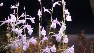 Utricularia sp ミミカキグサの1種ウォーターローン [upl. by Anelra]