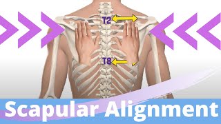 Scapular Alignment Assessment Techniques I Faulty Positions I Shoulder Kinesiology [upl. by Aney]