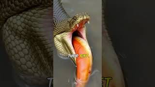 The North American Anaconda Natures Most Terrifying Predator animals shorts Anaconda [upl. by Longtin]