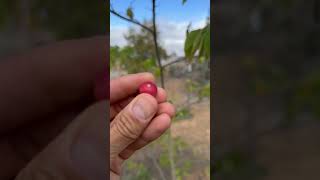 Jamaican Cherry Muntingia calabura  San Diego [upl. by Orihakat982]