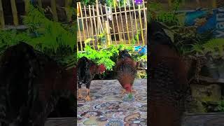 buik simple cantik ayamkampung lombok chicken video viralvideo animals [upl. by Novelc]