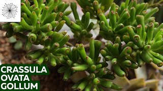 Todo sobre la suculenta Crassula ovata Gollum [upl. by Yentiw382]