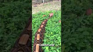 Gaboon Viper  Natures Venomous Masterpiece [upl. by Nairrad]