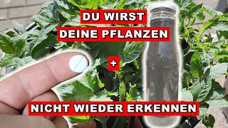 Tomaten Anbauen  WELTBESTER DÜNGER zum Selbermachen für Tomaten und andere Jungpflanzen [upl. by Sipple]