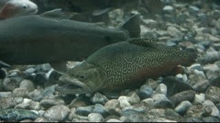 Salmon Run Lagunitas Creek Marin County [upl. by Enelegna]