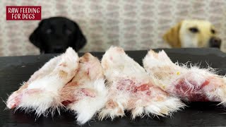 【ASMR】 Dogs eating Raw Meats [upl. by Oznecniv]