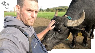 MILKING WATER BUFFALO [upl. by Ody]