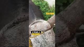 animals care 🙏😥motivation new trending viral YouTube short [upl. by Ataynik761]