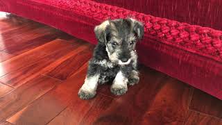 🐶 Cute Mini Schnauzer Puppies Playing [upl. by Giah]