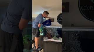 Adding Cichlids to the 180 Gallon Aquarium [upl. by Amedeo]