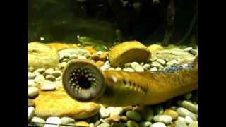 Sea lamprey Petromyzon marinus [upl. by Ttoille]