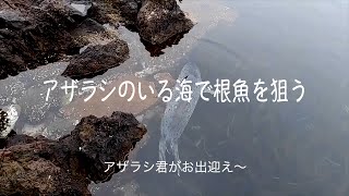 【アザラシのいる海で根魚釣り】6月と云うのにまだ寒い漁港で・・・ [upl. by Yetnom566]