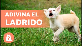 ADIVINA la RAZA de PERRO por el LADRIDO 🐶🔊 ¿Cuánto sabes de perros [upl. by Weldon]