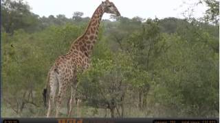 WildEarth Safari AM drive Giraffe and oxpecker [upl. by Kaitlyn]