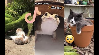 Here comes the boy Hello boy Pet edition TikTok [upl. by Lark]