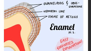Striae of Retzius Cross striations Neonatal lines of Enamel Orbans histology pt 3 [upl. by Ody629]