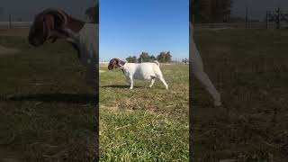 Parrett Boer Goats [upl. by Sofie]