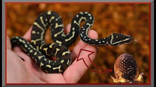 Outstanding Rare Bumpy Serpents  My First Angolan Python Clutch [upl. by Ansaev]