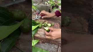 Cutting green ambarellashots satisfying [upl. by Goodwin427]