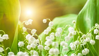 Lily of the Valley Harp Hymn Instrumental 🌸 Uplifting Melodies of Faith and Beauty [upl. by Yuu]