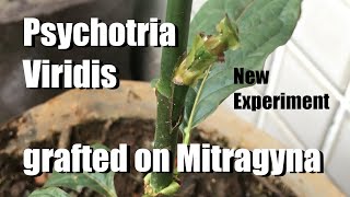 New Graft Experiment Psychotria viridis onto Mitragyna sp stock 3 week update [upl. by Acirej]