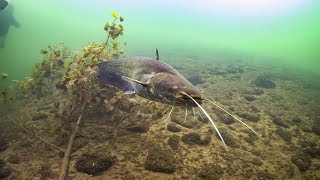 Tauchen Möhnesee 24Juli 2018 Welse Hechte Barsche [upl. by Yreffoeg]