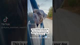 mastiffs bigdoglovers doggos mastiffmix dogshort hybriddogs mastiff dogtips dogsincars [upl. by Teria]