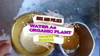 natural fertilizer or organic fertilizer for plant growth using rice waterplant growth booster [upl. by Mauro]