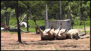 Polícia Rodoviária encontra bois e cavalo furtados [upl. by Cindy]