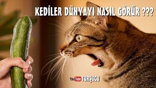 KEDİLER Dünyayı Nasıl Görür [upl. by Neelat]