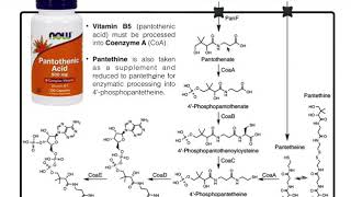 Mammalian Pantothenic Acid Vitamin B5 Processing amp Metabolism [upl. by Yerfoeg]