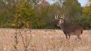 deer buck wildlife southernillinois [upl. by Siraf]