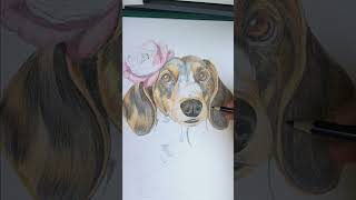 Bezig een Teckel te Tekenen drawing art artist illustration animation hondendogsteckel [upl. by Avan]