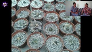 Ariocarpus kotschoubeyanus 1 [upl. by Niknar]