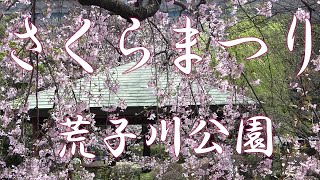 【さくらまつり荒子川公園】日本庭園のしだれ桜越の彼岸桜も満開です [upl. by Hu334]