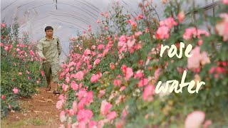 Harvesting roses and making rose water  Toner  Farm Life Vlog [upl. by Yelsgnik146]