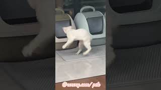 Awww so Cuteeee Kitty 💜😻🐾 shorts short cat kitty cute funny fyp pets meow funnyvideos [upl. by Conny]