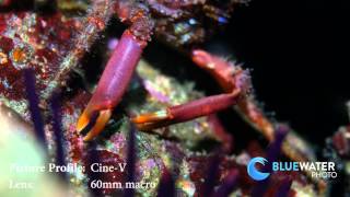 Panasonic GH4 in Nauticam Housing  Sample Video [upl. by Klos881]