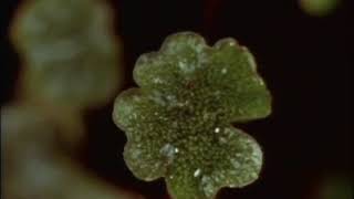 Liverwort Marchantia reproduction [upl. by Nylirad565]