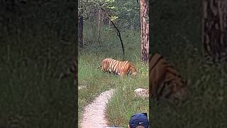 size huge male tiger shortvideo shortsviral shortsyoutube penchtigerreservetiger shorts [upl. by Dur]