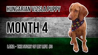 Hungarian Vizsla Puppy 3 Month 4 [upl. by Lupee584]