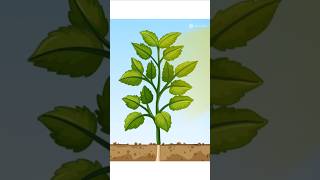 Photosynthesis Process Explained 🌱✨ shorts youtubeshorts youtube पेड़ खाना कैसे बनाते हैं  tag [upl. by Greenman473]