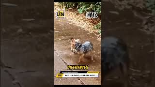 quotMilagro Bajo la Tormenta Perro Salva a Gato Desamparado y Despierta la Emoción de Todosquot [upl. by Ivatts]